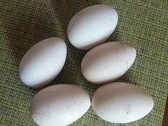 Инкубационные яица гусей