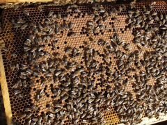 Бакфаст - пчелопакеты со своей пасеки