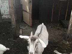 Продам козу с козлятами