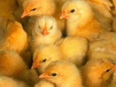 Продам цыплят пород Хайлайн браун и Хайсекс браун