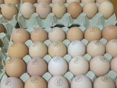 Инкубационное яйцо из Европы Кобб-500 и другие