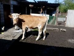 Корова Стельная