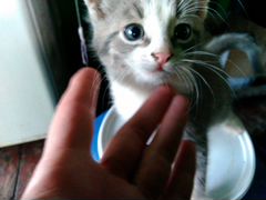 Котята-красотули в добрые руки