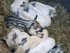Венгерская мангалица(свинки) родились 27.03.20