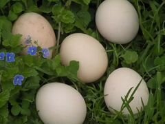 Инкубационные яица породы фавероль