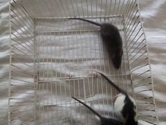 Хорошие крысята