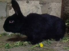 Кролик самец 5 месяц