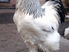Цыплята породы брама