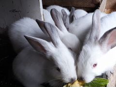 Кролики калифорнийцы молодняк 1.5 месяца