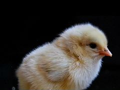 Цыплята бройлеров вывелись 19.06.привиты