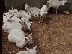 Русские белые козы