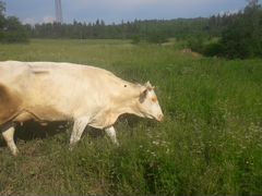 Корова голштинской породы 2.5 года