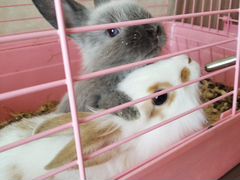 Два декоративных кролика с клеткой