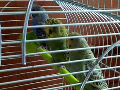 Ручные волнистые попугаи