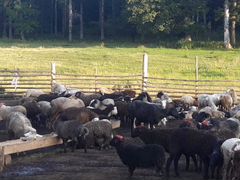 Овцы на Курбан-Байрам