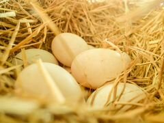 Инкубационное яйцо гусей - Башкирский холмогор