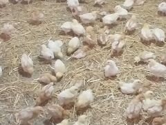 Цыплята Родонит-3