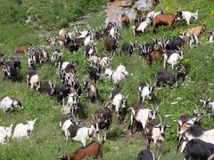 Альпийские дойные козы
