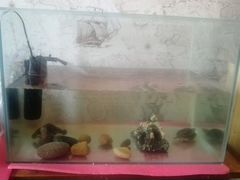 Две черепахи с аквариумом