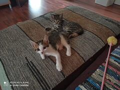 Очаровательные котята (2 девочки)