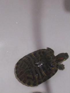 Черепаха вместе с аквариумом