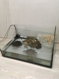 Красноухие черепахи и аквариум