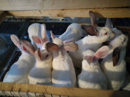 Кролики молодняк. Покрытые самки