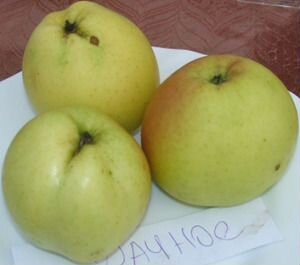 Яблони полукультурки высокозимостойкие в зкс