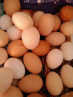 Инкубационные яйца, смешанные