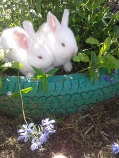 Кролики,крольчата