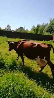Айширская коровка