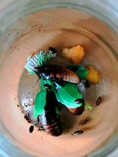 Мадагаскарские Шипящие тараканы