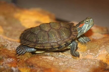 Черепаха красноухоя