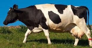 Продам черно-белую корову