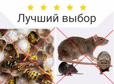 Дезинфекция: уничтожение ос, крыс, мышей, муравьев