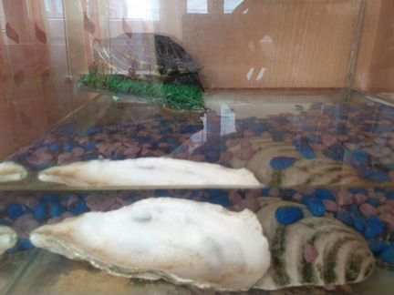 Черепаха с акватеррариумом на 6-7 литров