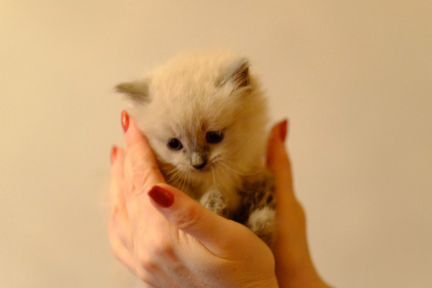 Сиамский котенок в добрые руки