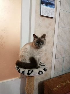 Котята -порода Невская маскарадная