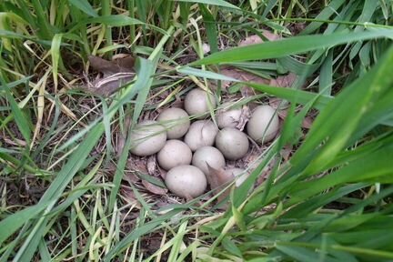 Яйца охотничьего фазана