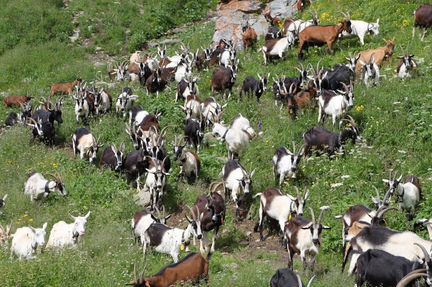 Альпийские дойные козы
