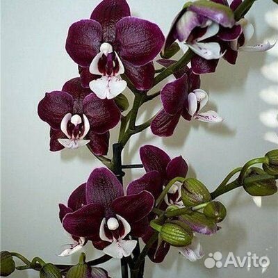 Азиатская Орхидея (Ароматная) 1шт