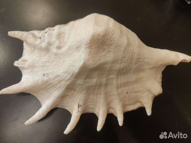 Ракушка океаническая