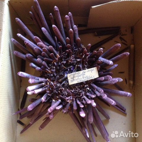 Морской ёж. Heterocentrotus mammillaru.Раковины