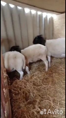 Овцы породы дорпер черноголовые и белоголовые