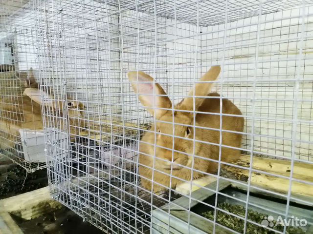 Купить Кроликов В Калужской Области Для Разведения