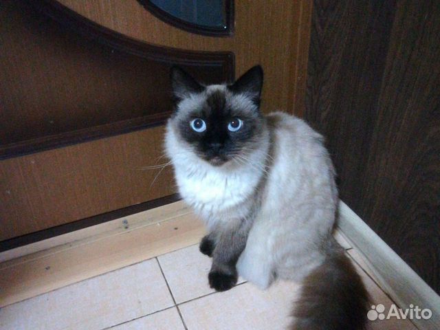 Вязка невская маскарадная