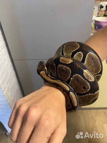 Змея для видео/фото съемки