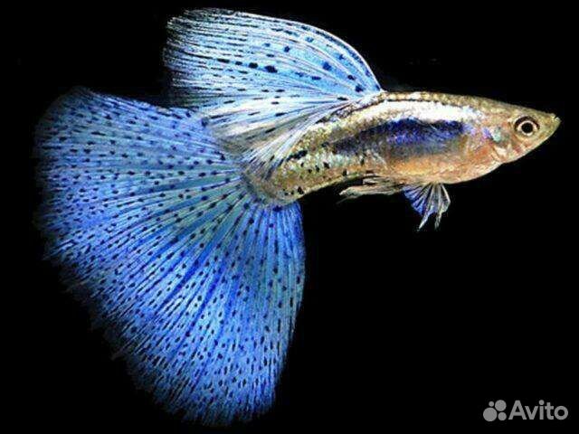 Голубая трава(пара1самкв1самец)
