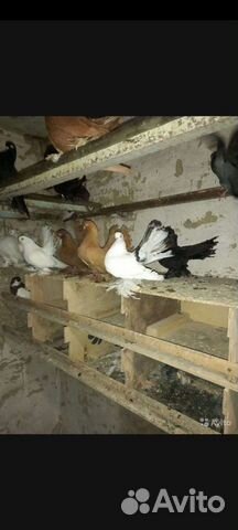 Продажа голубей