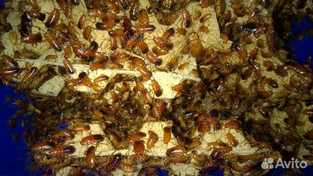 Туркменские тараканы